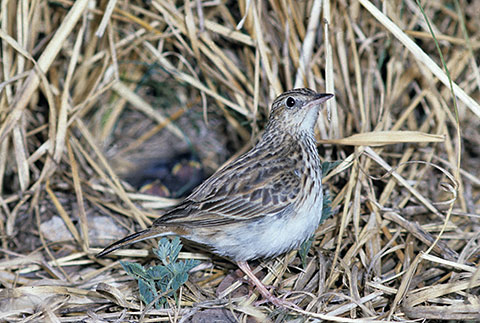 Bushveld Pipit